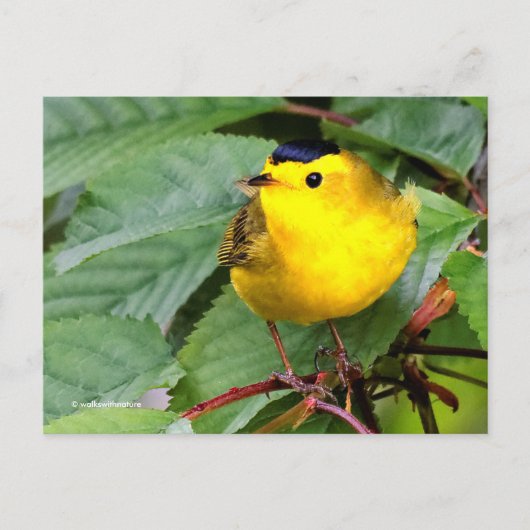 Mooie Wilson's Warbler Songbird in Cherry Tree Briefkaart (Voorkant)
