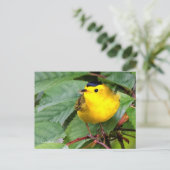 Mooie Wilson's Warbler Songbird in Cherry Tree Briefkaart (Staand voorkant)