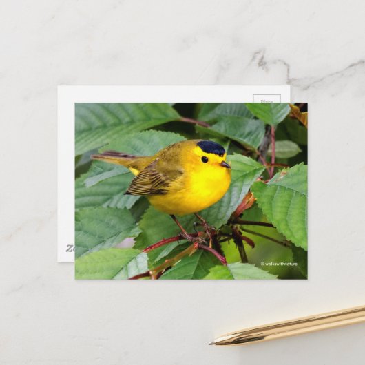 Mooie Wilson's Warbler Songbird in Cherry Tree Briefkaart (Voorkant / Achterkant in situ)
