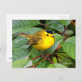 Mooie Wilson's Warbler Songbird in Cherry Tree Briefkaart (Voorkant / Achterkant)