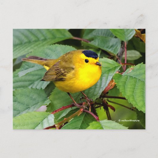 Mooie Wilson's Warbler Songbird in Cherry Tree Briefkaart (Voorkant)
