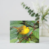 Mooie Wilson's Warbler Songbird in Cherry Tree Briefkaart (Staand voorkant)