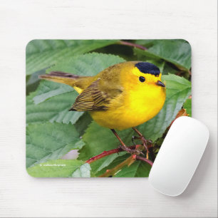 Mooie Wilson's Warbler Songbird in Cherry Tree Muismat