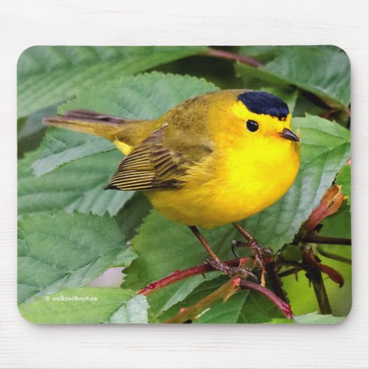 Mooie Wilson's Warbler Songbird in Cherry Tree Muismat (Voorkant)