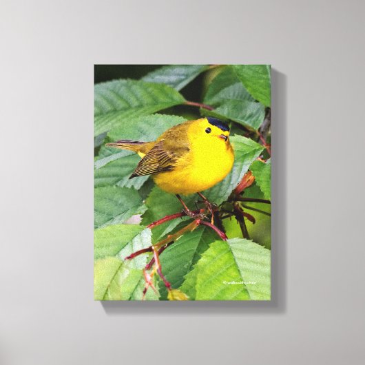 Mooie Wilsons Zanger in de Kersenboom Canvas Afdruk (Voorkant)