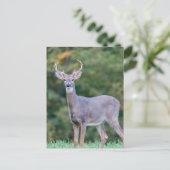 Mooie witstaartsloppenwijder in het veld briefkaart (Staand voorkant)