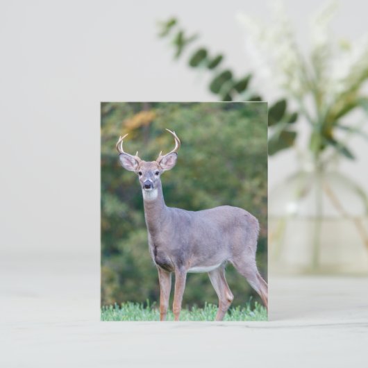 Mooie witstaartsloppenwijder in het veld briefkaart (Staand voorkant)