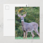 Mooie witstaartsloppenwijder in het veld briefkaart (Voorkant / Achterkant)