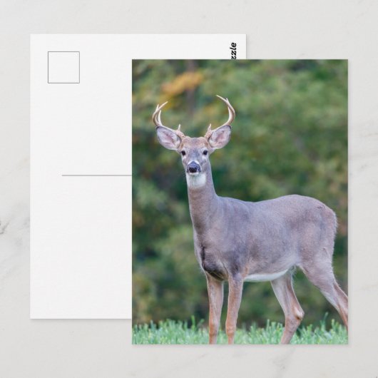 Mooie witstaartsloppenwijder in het veld briefkaart (Voorkant / Achterkant)