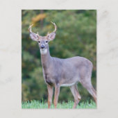 Mooie witstaartsloppenwijder in het veld briefkaart (Voorkant)