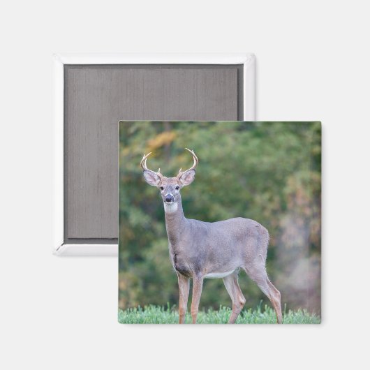 Mooie witstaartsloppenwijder in het veld magneet (Voorkant / Achterkant)