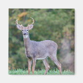 Mooie witstaartsloppenwijder in het veld magneet (Voorkant)
