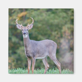 Mooie witstaartsloppenwijder in het veld magneet