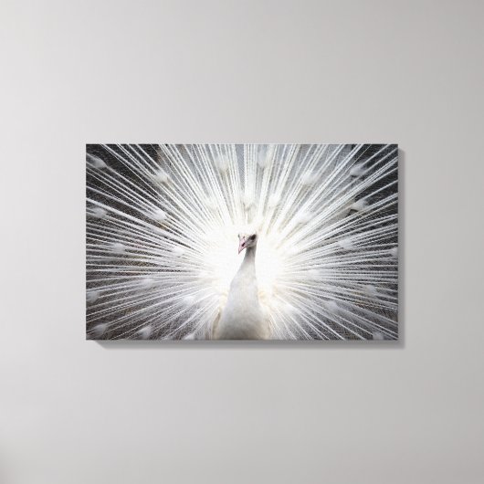 Mooie witte albino verenkleed van een pauw canvas afdruk (Voorkant)
