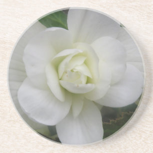 Mooie Witte Anjer Bloem Onderzetters