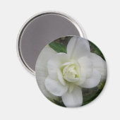 Mooie witte anjer Magnet (Voorkant / Achterkant)