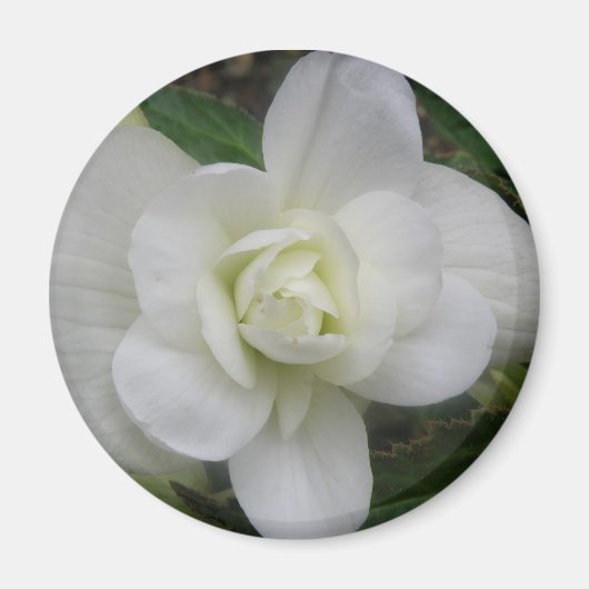 Mooie witte anjer Magnet (Voorkant)
