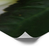 Mooie Witte Anjer Print (Hoek)