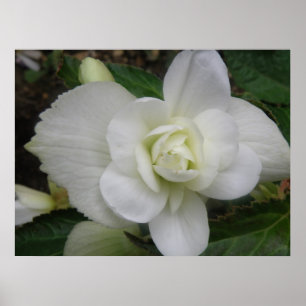 Mooie Witte Anjer Print