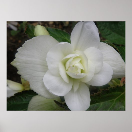 Mooie Witte Anjer Print (Voorkant)