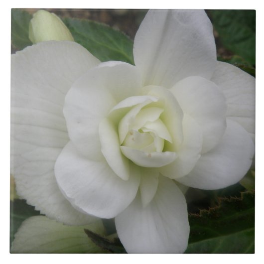 Mooie witte annatiestel tegeltje (Voorkant)