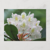 Mooie witte azalea bloem fotografie briefkaart (Voorkant)