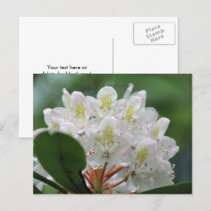 Mooie Witte Azalea Bloem Fotografie  Briefkaart
