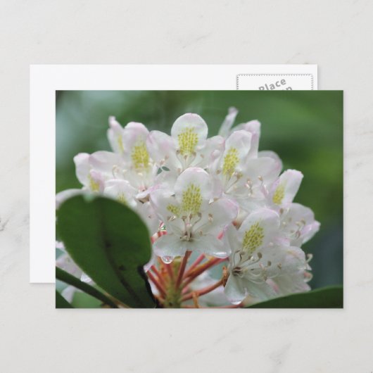 Mooie witte azalea bloem fotografie briefkaart (Voorkant / Achterkant)