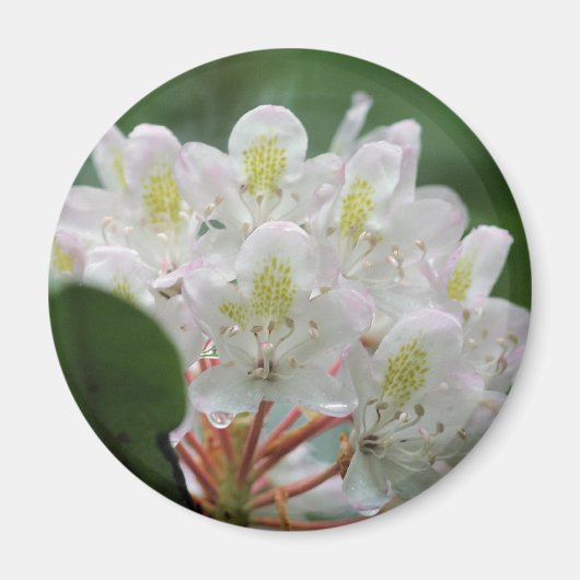 Mooie Witte Azalea Bloem Fotografie Magneet (Voorkant)