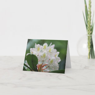 Mooie Witte Azalea Bloem Fotografie Notitie Kaart