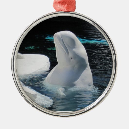 Mooie witte Beluga walvis Metalen Ornament (Voorkant)