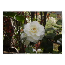 Mooie witte Camellia
