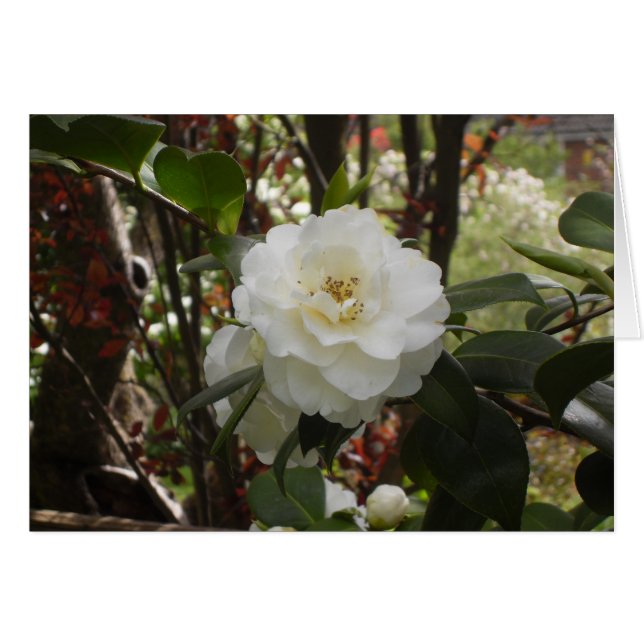 Mooie witte Camellia (Voorkant Horizontaal)