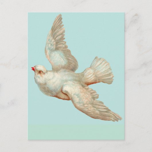 mooie witte duif briefkaart (Voorkant)