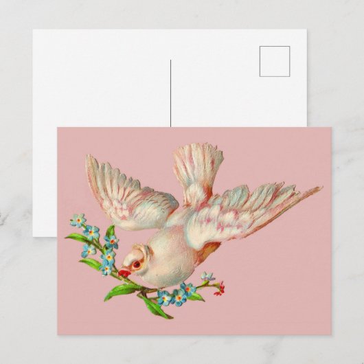 mooie witte duif met kraag in zijn mond briefkaart (Voorkant / Achterkant)