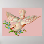 mooie witte duif met kraag in zijn mond poster (Voorkant)