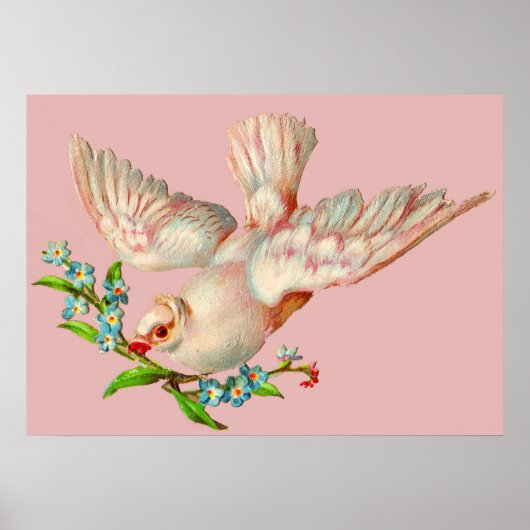 mooie witte duif met kraag in zijn mond poster (Voorkant)
