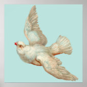 mooie witte duif poster (Voorkant)