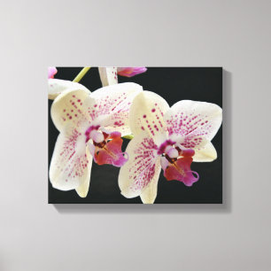 Mooie witte en roze orchidee met zwarte achtergron canvas afdruk
