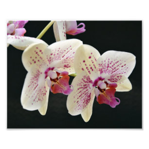Mooie witte en roze orchidee met zwarte achtergron foto afdruk