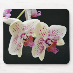 Mooie witte en roze orchidee met zwarte achtergron muismat