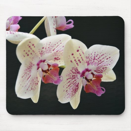 Mooie witte en roze orchidee met zwarte achtergron muismat (Voorkant)