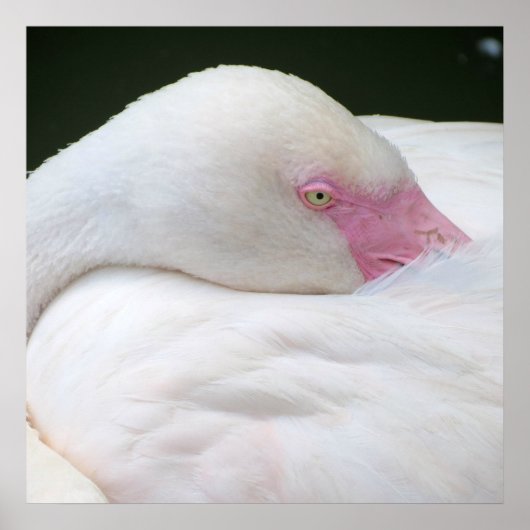 Mooie witte flamingo poster (Voorkant)