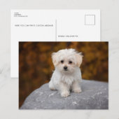Mooie Witte Hond Ansichtkaart Briefkaart (Voorkant / Achterkant)