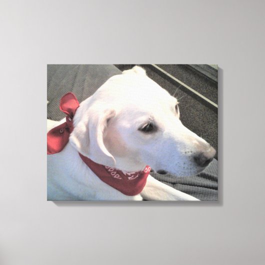 Mooie witte hond met rode sjaal canvasprint canvas afdruk (Voorkant)