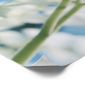 Mooie witte Hydrangea Blooms Highkey Poster (Hoek)