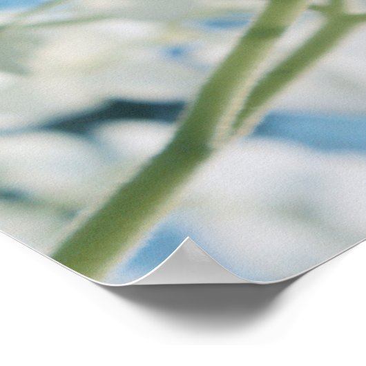 Mooie witte Hydrangea Blooms Highkey Poster (Hoek)