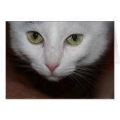 Mooie witte kat (Voorkant Horizontaal)