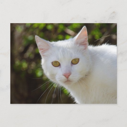 Mooie witte kat briefkaart (Voorkant)