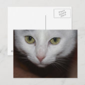 Mooie witte kat briefkaart (Voorkant / Achterkant)